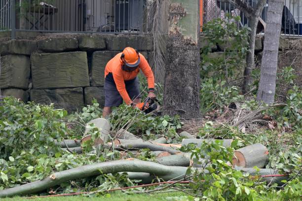 Trusted West Point, GA Tree Care Services Experts